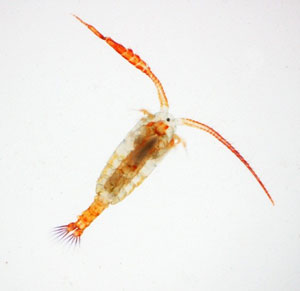 Copepode calaioide del genere Hemidiaptomus