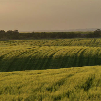 Gestione degli Agroecosistemi